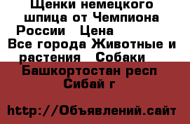 Щенки немецкого шпица от Чемпиона России › Цена ­ 50 000 - Все города Животные и растения » Собаки   . Башкортостан респ.,Сибай г.